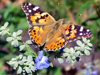 Butterfly Gardens